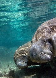 Big Momma and her baby. Taken at the three sister's sprin... by Michael Shope 